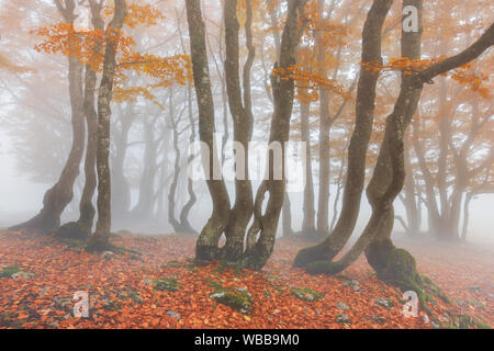 Le hêtre commun (Fagus sylvatica). Forêt en automne. La Suisse Banque D'Images