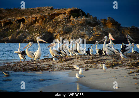 (Pelecanus conspicillatus pélicans australiens), grand groupe au bord de l'eau. Seal Island, îles de Shoalwater Marine Park, près de Rockingham, Western Aus Banque D'Images