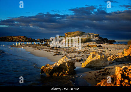 (Pelecanus conspicillatus pélicans australiens), grand groupe au bord de l'eau, vue lointaine. Seal Island, îles de Shoalwater Marine Park, près de l'Rockingha Banque D'Images