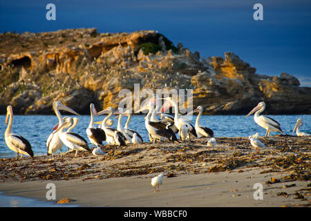 (Pelecanus conspicillatus pélicans australiens), grand groupe au bord de l'eau. Seal Island, îles de Shoalwater Marine Park, près de Rockingham, Western Aus Banque D'Images