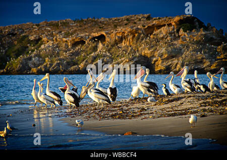 (Pelecanus conspicillatus pélicans australiens), grand groupe au bord de l'eau. Seal Island, îles de Shoalwater Marine Park, près de Rockingham, Western Aus Banque D'Images