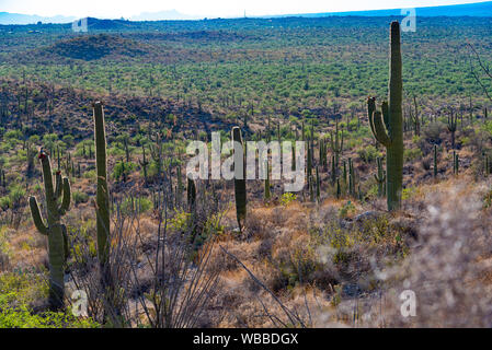 Jardin de cactus dans le quartier est de Saguaro National Park, Arizona Banque D'Images