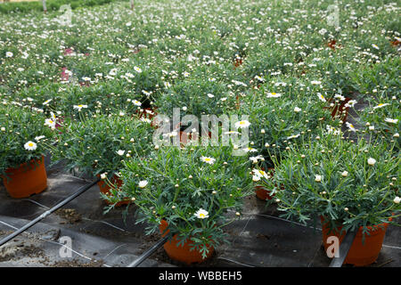 L'Afrique en pot daisies (Osteospermum) avec de délicates fleurs blanches dans les émissions de Banque D'Images