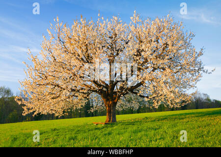 La floraison du cerisier (Prunus avium) au printemps. La Suisse Banque D'Images