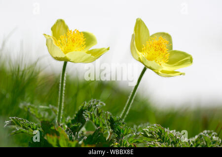 Pasqueflower Pulsatilla alpina Alpine (ssp. apiifolia). Deux fleurs. La Suisse Banque D'Images