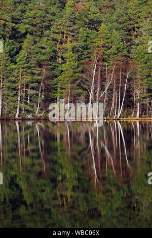 Pin sylvestre (Pinus sylvestris) et les bouleaux reflète dans l'eau. Le Parc National de Cairngorms, en Écosse Banque D'Images