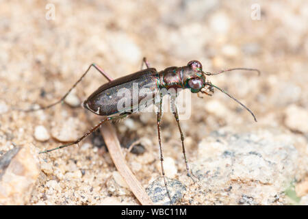 Tiger Beetle crevé (Cicindelidia punctulata ssp. punctulata) Banque D'Images