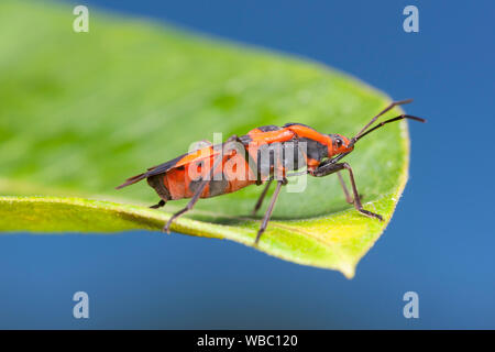 Gros Bug d'Asclépiade (Oncopeltus fasciatus) Banque D'Images