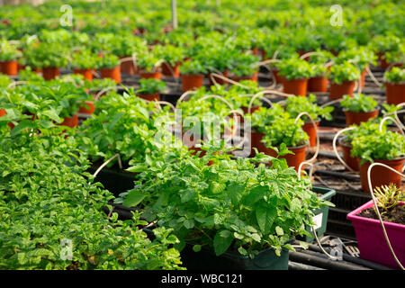 Avis de Melissa vert frais semis dans des pots. Les plantes de serre Banque D'Images