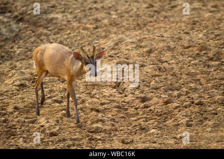 Muntiacus muntjak, muntjac indien ou aboyant deer, de l'Inde. Banque D'Images