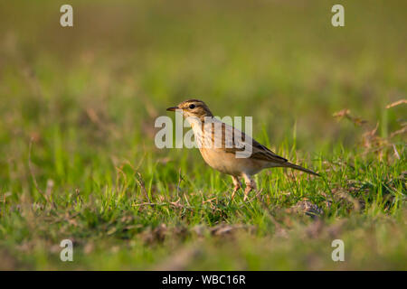 Champ de riz ou de Pipit de sprague, anthus rufulus Oriental, de l'Inde. Banque D'Images