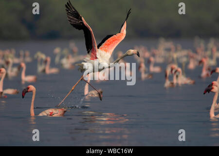 Flamant rose, Phoenicopterus roseus, Inde. Banque D'Images