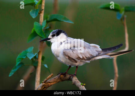 Guifette moustac Chlidonias hybrida,, l'Inde. Banque D'Images