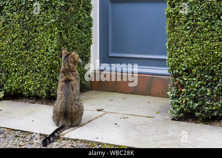 Chat assis à l'extérieur porte d'entrée d'une maison en Angleterre, Royaume-Uni Banque D'Images