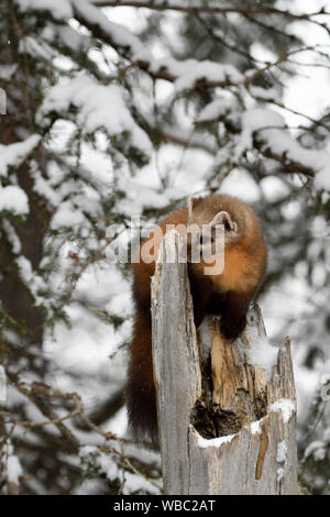 La martre d'Amérique / Baummarder / Fichtenmarder ( Martes americana ) en hiver, les jeunes, les jeunes, l'escalade sur une vieille souche d'arbre couvert de neige cassées, Banque D'Images