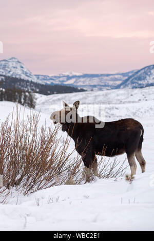 Elch / Orignal ( Alces alces ) en hiver, il se nourrit de buissons, hier soir, lumière, vaste terre ouverte, montagnes Rocheuses, la caldeira de Yellowstone NP, Wyoming, Etats-Unis Banque D'Images