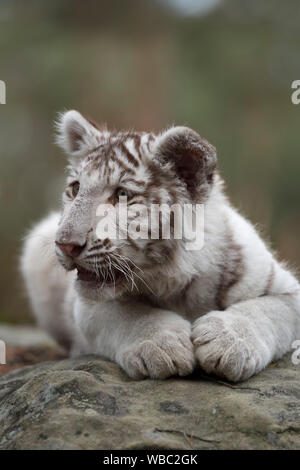 Tigre du Bengale Royal / Koenigstiger ( Panthera tigris ), jeune cub, chaton, white morph leucistic, allongé sur les rochers, se reposer, regarder autour, l'air mignon Banque D'Images