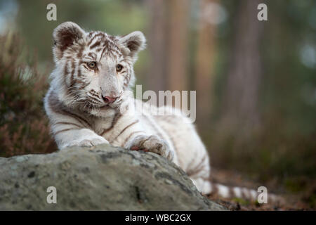 Tigre du Bengale / Koenigstiger ( Panthera tigris ), les jeunes blancs leucistic cub, morph, allongé sur les rochers, se reposer, regarder autour, l'air mignon et drôle. Banque D'Images