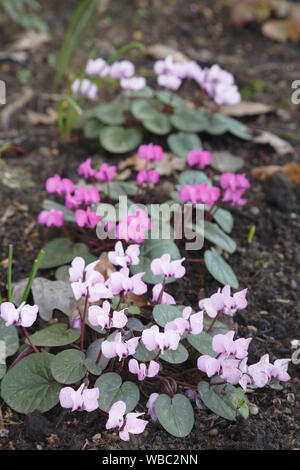 Cyclamens cyclamen coum rose, des fleurs dans un jardin Banque D'Images