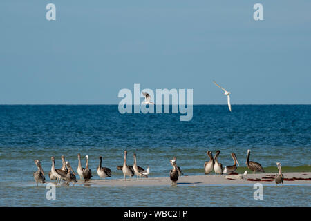 Troupeau de pélicans bruns sur une île en Floride Banque D'Images