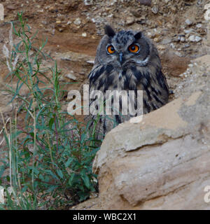Grand / Owl Bubo bubo Europaeischer Uhu ( ), grandi, se reposer, se cacher derrière des rochers, regarder, yeux orange vif, de la faune, de l'Europe. Banque D'Images