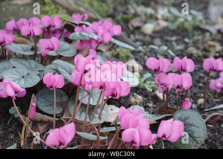 Cyclamen coum, rose des cyclamens dans un bois, UK Banque D'Images