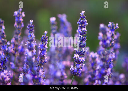 Lavande Anglaise (Lavandula angustifolia), la floraison. La Suisse Banque D'Images