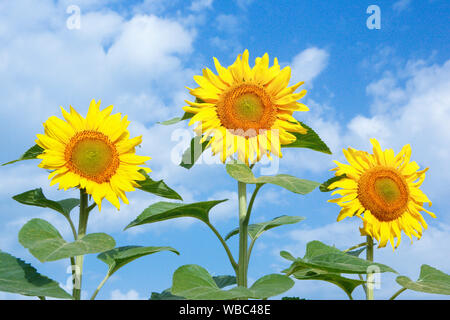 Politique du tournesol (Helianthus annuus). Trois fleurs. La Suisse Banque D'Images