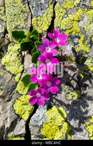 Alpine rouge, Primrose Primrose Primula hirsuta velu (). Plante en fleurs dans les crevasses. La Suisse Banque D'Images