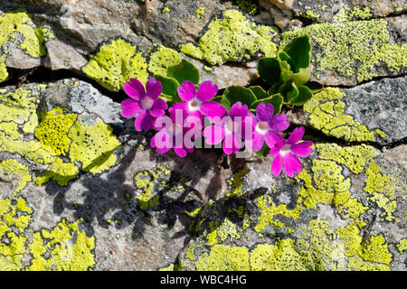 Alpine rouge, Primrose Primrose Primula hirsuta velu (). Plante en fleurs dans les crevasses. La Suisse Banque D'Images