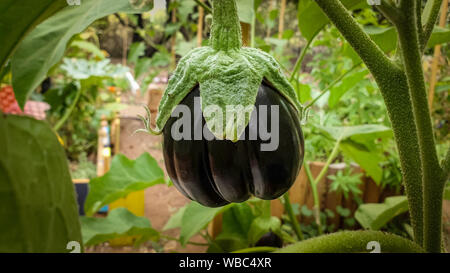 Produits frais bio aubergine ronde de jardin Accueil Banque D'Images