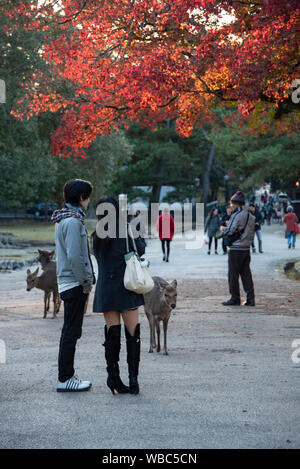 Jeune couple appréciant les couleurs de l'automne à Nara, Japon Banque D'Images