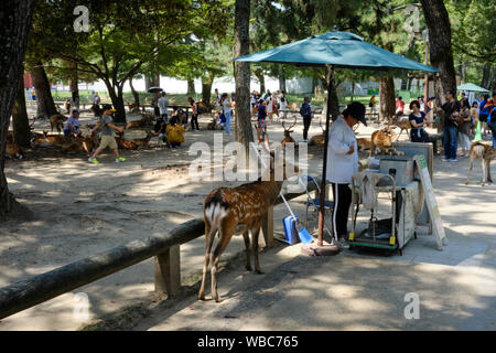 Les vendeurs de rue vendre deer craquelins pour touristes pour eux de nourrir au sacré deer de Nara, au Japon. Banque D'Images