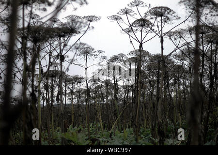 Plantes envahissantes dangereuses Panais Sosnowski gwowing dans de grands groupes qui forment les buissons et les forêts. Toutes les parties d'espèces Heracleum sosnowskyi contiennent le Banque D'Images