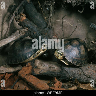 Les tortues-boîtes de Malaisie (Cuora amboinensis). Chefs, membres antérieurs, partiellement retirée dans les coquilles. Habitats comprennent, vivant parmi les feuilles mortes de la forêt humide, sec.​ Banque D'Images