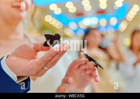 Papillons exotiques. Beaux papillons vivants s'asseoir sur les mains des mariés. Reçu en cadeau à la fête de mariage. Banque D'Images