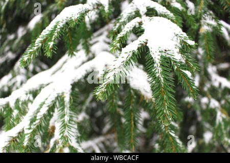 Close up de l'épinette ou de sapin couvert de neige des branches d'arbre et les aiguilles (Picea abies) Banque D'Images