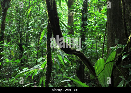Voir de belles et mystique de jungle vierge Guyane. mossy branches d'arbres et plantes sur fond vert pour les forêts tropicales. Banque D'Images