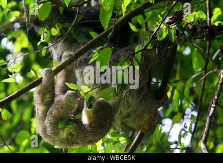 Mignon bébé paresseux tridactyle et sa mère en nature de la Guyane française sur fond de jungle verte Banque D'Images