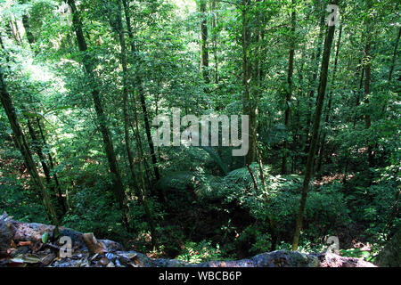 Voir de belles et mystique de jungle vierge Guyane. mossy branches d'arbres et plantes sur fond vert pour les forêts tropicales. Banque D'Images