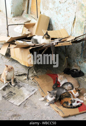 Les chats dans la rue mince Village Tunisien Banque D'Images