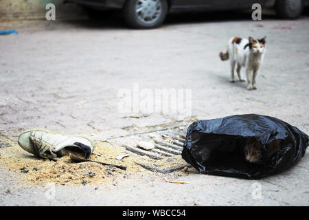 Les chats dans la rue mince Village Tunisien Banque D'Images