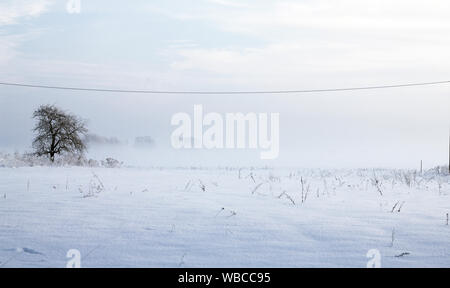Beau paysage d'hiver de couleur pastel avec ciel bleu, frosty forest et enneigés et brumeux au sol. Winter Wonderland concept Banque D'Images