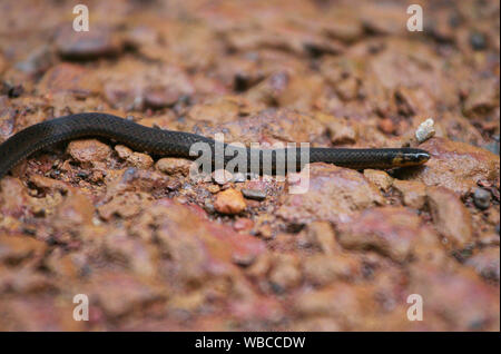 Un serpent camouflé en Guyane française Banque D'Images