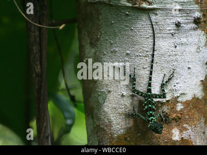 Lézard vert sauvage camouflée sur un arbre dans la nature de Guyane Banque D'Images