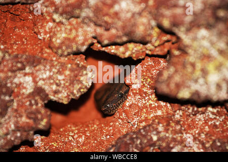 Boa arc-en-ciel (Epicrates cenchria) à se cacher dans une grotte de la forêt tropicale en Guyane Banque D'Images