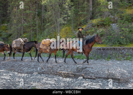 Le parc national Banff, Alberta, Canada - le 25 août 2019 : un homme seul à cheval à la tête d'un groupe de chevaux si une forêt Banque D'Images