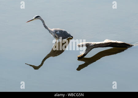 Essen, Allemagne. Août 26, 2019. Un héron cendré se cache pour les proies et se reflète d'ailleurs une vieille branche dans l'eau calme de la Lahn. Crédit : Frank Rumpenhorst/dpa/Alamy Live News Banque D'Images
