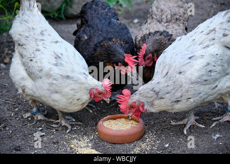 Poulet multicolores picorant les grains sont d'un plat en terre cuite au sol Banque D'Images