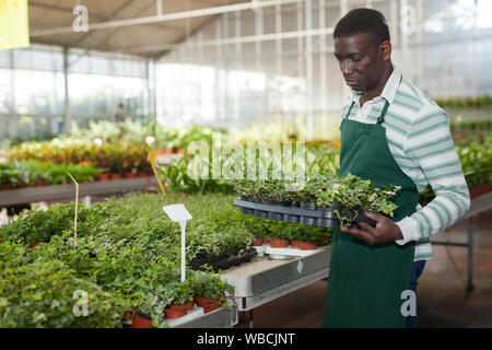 African American male florist expérimentés engagés dans la culture des plantes en pots en serre mix hedera Banque D'Images